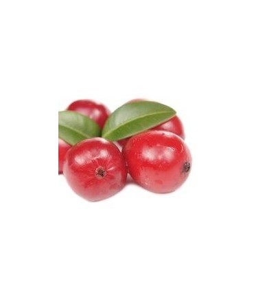 Busserole ou Raisin d'Ours ou Uva Ursi - Dr Clark