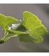 Ginkgo Biloba - Dr Clark