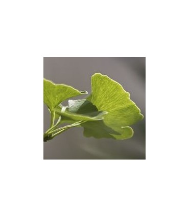 Ginkgo Biloba - Dr Clark