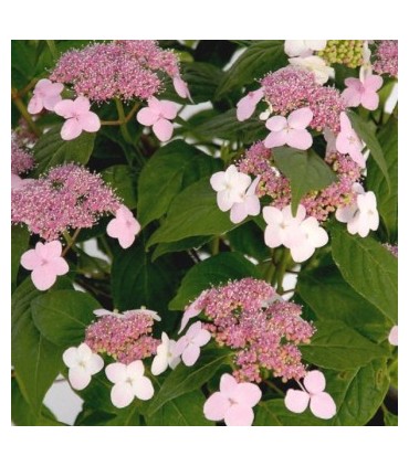 Hydrangea en Gélules - Hortensia - Dr Clark