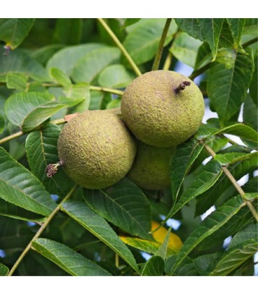 Brou vert de noix noire  60 ml - Black Walnut - Dr Clark -Teinture