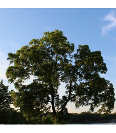 Brou vert de noix noire  60 ml - Black Walnut - Dr Clark -Teinture