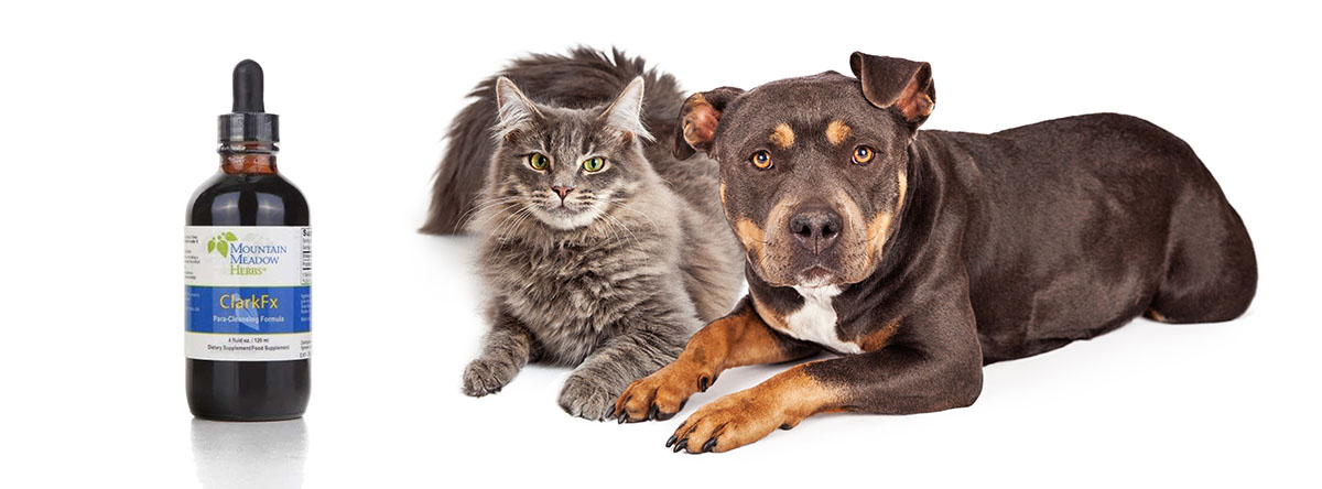 Vermifuge naturel pour chiens et chats